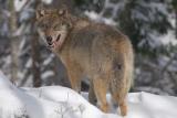 Rekord pro vlka obecného. Samec podle vědců urazil 1240 kilometrů z Německa do Katalánska
