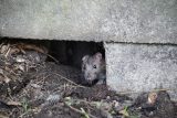 V Trutnově se přemnožili potkani, město nařídilo deratizaci. Lidé ji musí provést na vlastní náklady