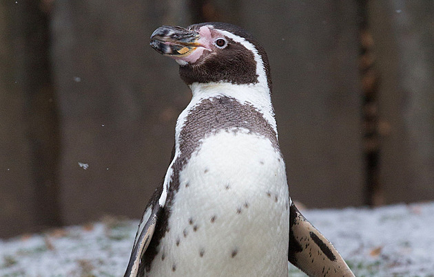 Tučňák Karlík slaví neuvěřitelné 30. narozeniny. Kmet se má stále čile k světu