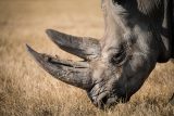 Pytláci v Jihoafrické republice zabili loni téměř 500 nosorožců. S lovem jim pomáhají i strážci parků