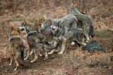 Každoroční mapování pohybu šelem sleduje i přesuny vlků. Potvrdilo jejich výskyt v severní části Beskyd
