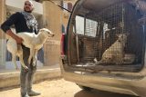 Dřív by je čekala smrt v bolestech. Díky práci dobrovolníků teď mohou káhirští psi v klidu dál žít