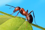 Mravenci Matabele umí podle vědců léčit své kamarády. Mohlo by to pomoct při vývoji léku pro lidi