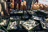 Rybí šupiny se můžou hodit při čištění vody nebo k předávání tajných zpráv, zjistili vědci ze Singapuru