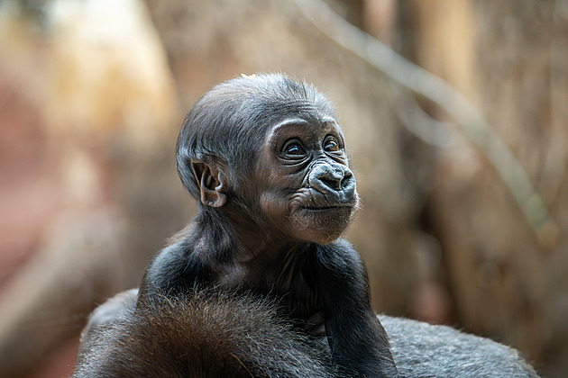 Gorilí holčičku Mobi, jíž jste vybrali jméno, máma Duni pořádně protahuje