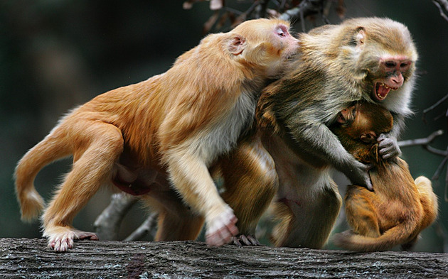 Vstup zakázán! Ostrovu Morgan vládnou tisícovky pokusných makaků