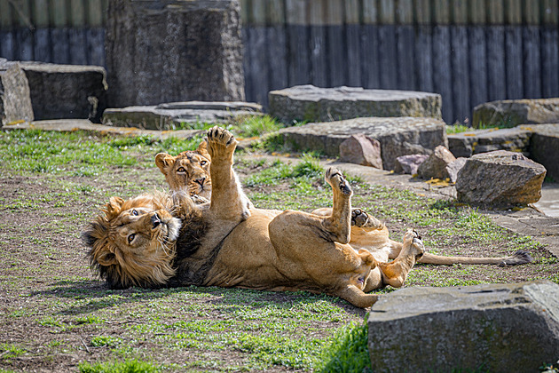 Desatero praktických tipů, jak si užít návštěvu Zoo Praha bez stresu
