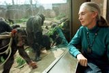 Život zasvětila šimpanzům a změnila pohled lidstva na ně. Vědkyně Goodallová slaví 90. narozeniny