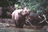 Naděje pro nosorožce jávské. V Indonésii se narodilo mládě kriticky ohroženého druhu
