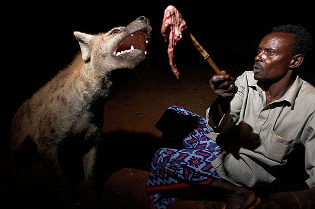 VIDEO: V celé Africe se jich bojí, ale v etiopském Hararu hyeny milují