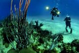 Korálové útesy po celém světě podle vědců blednou kvůli oteplování