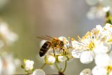 Včel létá méně. Teplotní výkyvy jim nesvědčí a ovocnáři se obávají horšího opylení stromů