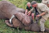 Čeští odborníci nasazují slonům a lvům v Africe telemetrické obojky. Data poslouží k ochraně zvířat