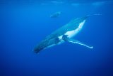 Američtí vědci nahráli první ‚konverzaci‘ člověka a velryby. O čem rozhovor je, ale nikdo netuší