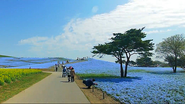 VIDEO: Japonský park láká turisty na miliony modrých květů