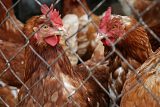 Nehumánní chov kuřat musíme zastavit, říká aktivista. Změnit přístup musí celá EU, oponuje Bendl