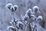 Teploty v Česku znovu klesnou k nule. V pátek může mrznout na celém území, hrozí poškození rostlin