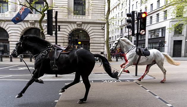 VIDEO: Londýnem běhali splašení královští koně. Vráželi do aut, pět lidí zranili