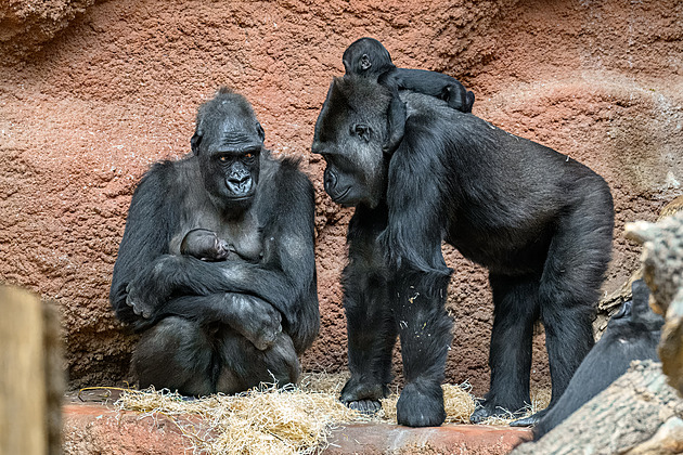 Dvě gorilí mimina v Zoo Praha jsou úžasná. Mobi se vozí, to menší půjčuje