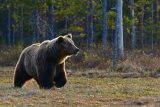 Japonsko čelí rekordnímu počtu útoků medvědů. Vyzkouší systém varování pomocí AI