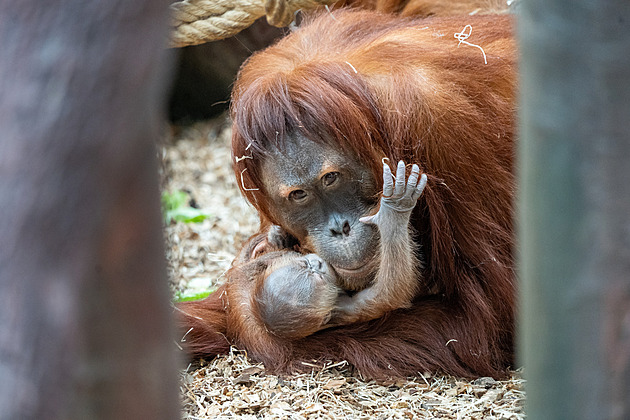 V Praze se narodil orangutan a můžete ho hned vidět. Zoo má otevřeno do sedmi