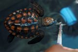 Bouře v Africe vyplavila na břeh více než 500 mláďat mořských želv. Zotavují v záchranářské stanici