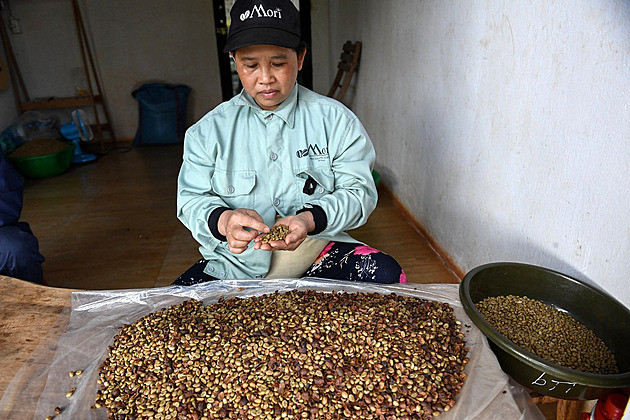 Cena robusty trhá rekordy. Produkci kávových zrn dusí sucho ve Vietnamu