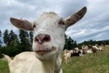 Italský ostrov nabídl k adopci asi 600 přemnožených divokých koz, přišel více než trojnásobek žádostí
