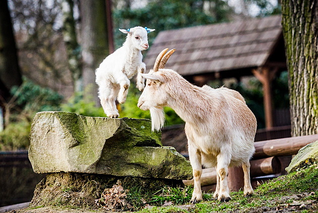 Ostrov nabídl k adopci přemnožené kozy. Zaplavily ho žádosti z celého světa