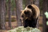 U Zlína se objevil medvěd. ‚Rozeslali jsme varovné maily, ale nechceme lidi zbytečně děsit,‘ říká starosta
