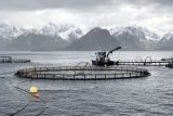 Islanďané protestují proti chovu lososů v krutých podmínkách. Narušují i populace volně žijících ryb