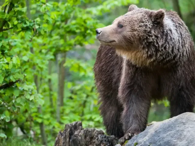 Náhodný běžec spatřil medvěda na okraji Zlína. Obavy jsou na místě, varuje policie