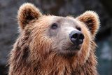 Výskyt medvěda u Zlína potvrdily stopy. Může mít až 200 kilo, obezřetnost je namístě, varují strážníci