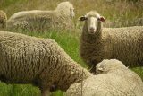Místo žáků ovce. Ve Francii zapsali rodiče do školy zvířata jako protest proti předpisům o plnění kvót