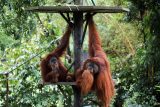 Ohrožená zvířata jako dárek za nákup palmového oleje. Malajsie chystá orangutaní diplomacii