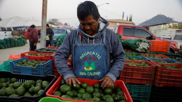Zelené krvavé zlato. Na americkém apetitu po avokádu vydělávají mexické drogové kartely