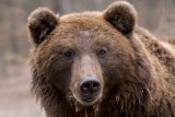 Medvěd, který se pohyboval u Zlína, je už zpátky na Slovensku. Potvrdily to záznamy z fotopastí