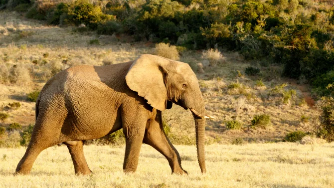 PostgreSQL 17: pádící slon nezpomalí