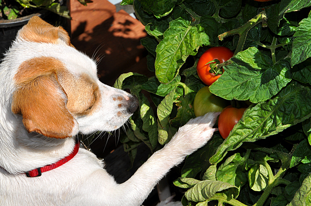 Okusování rostlin, zkažené krmení. Chraňte svého psa před otravou