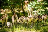 Ostravská zoo má nového samce nandua pampového. Odchovává tam deset mláďat