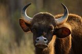 ‚Zvažovali se i hroši.‘ Moravskoslezský kraj jedná o rezervaci zvířat na Bakalových pozemcích u Karviné