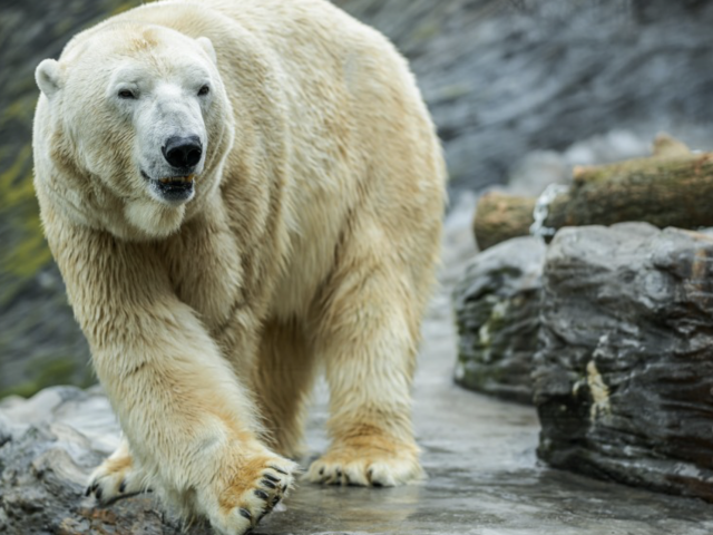 Pražský lední medvěd Tom uhynul v Kazachstánu, zoo se obviňují navzájem