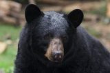 Americká rodina snědla medvěda, nakazila se parazitem. Úřady varují před riziky zvěřiny