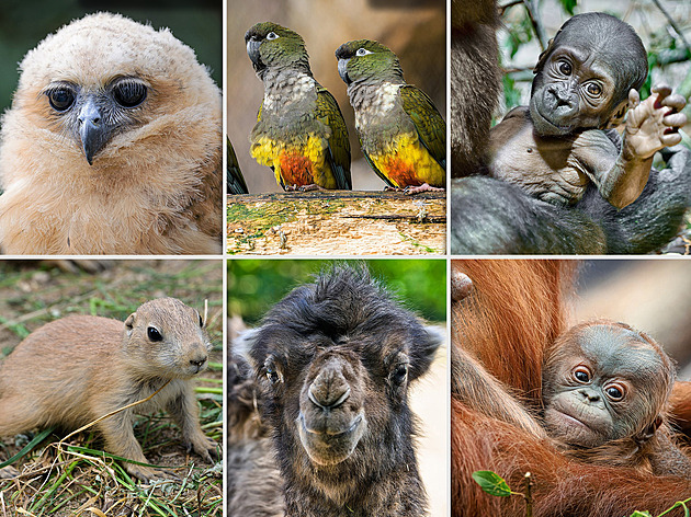 Nejroztomilejší mláďata Zoo Praha budete chtít vidět na vlastní oči