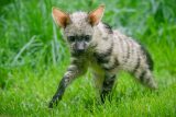 První česká mláďata hyenky hřivnaté již vycházejí do svého výběhu. Začala se už také zajímat o hmyz