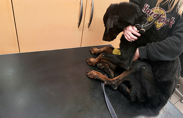 Psa, který připomínal kostru, nalezli u chatky. Případů týrání zvířat přibývá