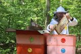 Včelaři očekávají podprůměrné výnosy medu. Na vině jsou dubnové mrazy
