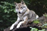 Vlci se nepřemnožili, jsou uměle vysazení, tvrdí starosta. Olomoucký kraj chce povolit jejich odchyt
