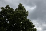 Na severovýchodě Česka bude silně pršet, v části Čech budou stoupat hladiny řek, varují meteorologové