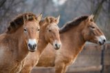 Pražská zoo chce v Kazachstánu obnovit populaci koně Převalského. Posílá jich tam letounem osm